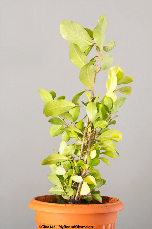 My Bonsai Obsession The Fusion Project