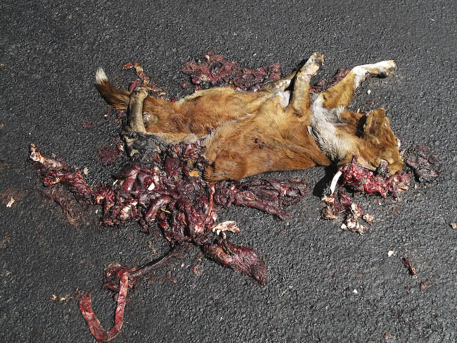 Roadside Animal Fatalities