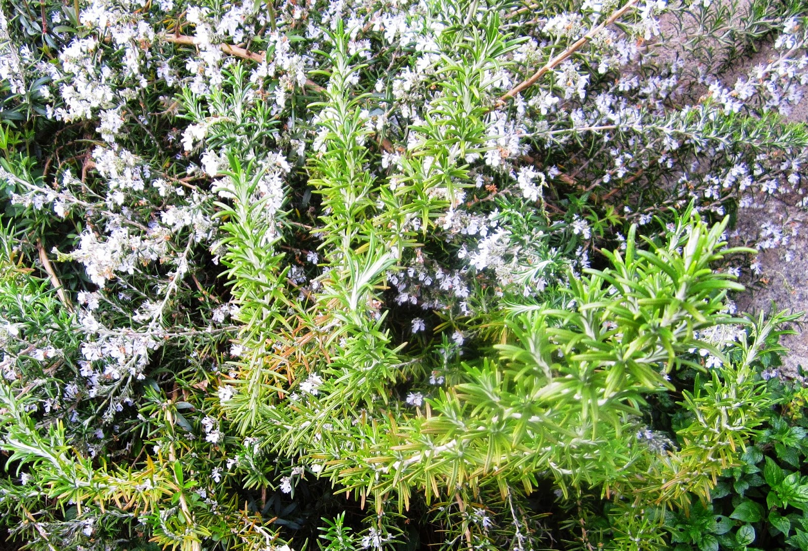 El rincón de Mundín: LAS HIERBAS AROMÁTICAS -II- DE -II-: LAUREL, MENTA ...