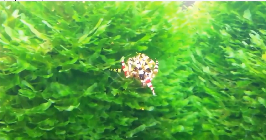 Tanaman Pellia Moss Aquascape Alam Ikan