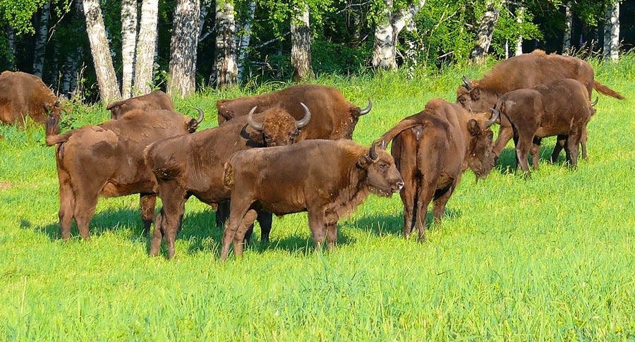 Palaeos, la historia de la Vida en la Tierra: Bisontes vs Búfalos