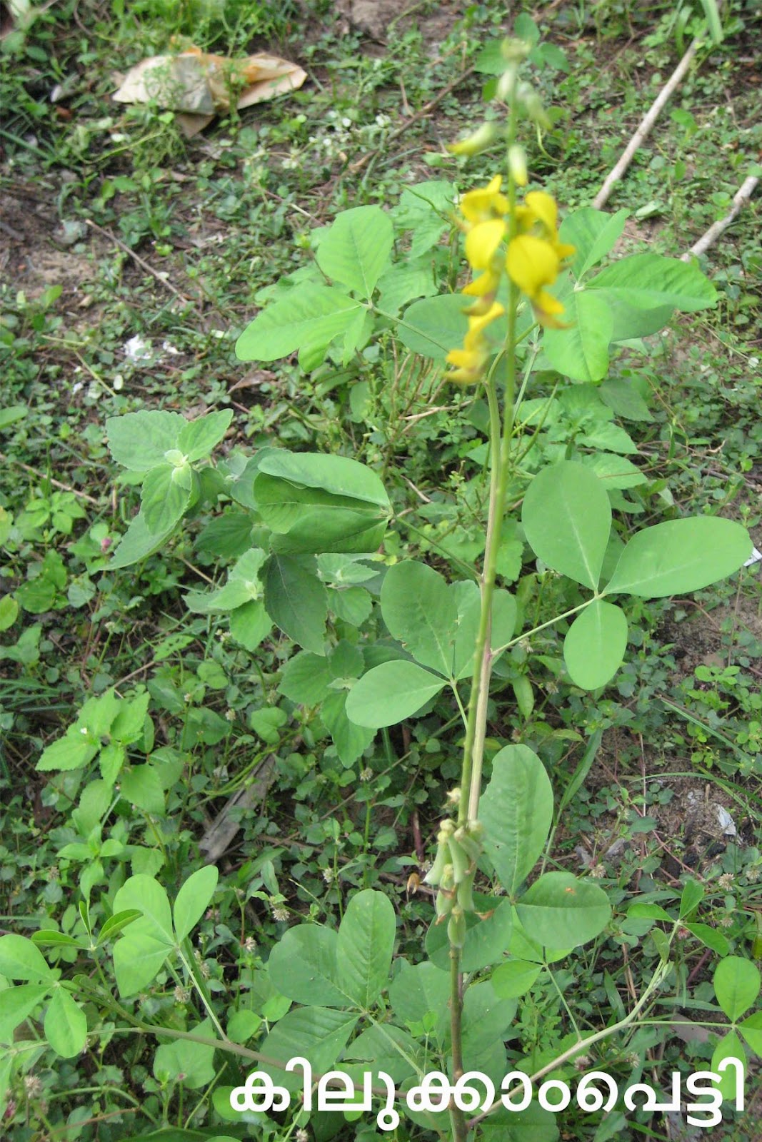 Ayurvedic Medicinal Plants in Kerala