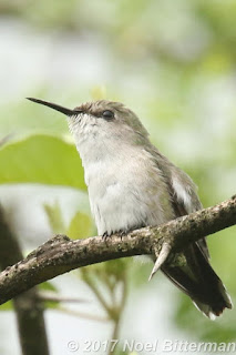 Vervain Hummingbird