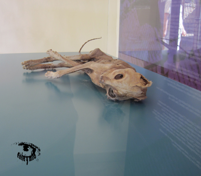 entra y mira Peralada