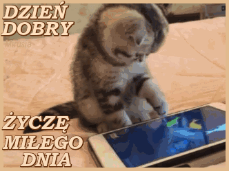 Dzień Dobry: Animowane kartki na dzień dobry - koty