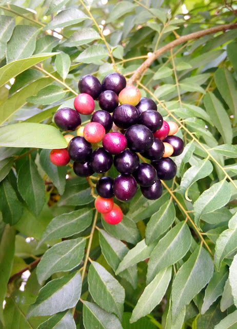 The Fruit of Curry leaf (Daun Kari) 