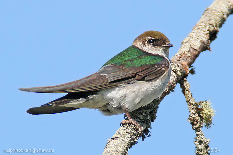 The Backyard Wildbird and Nature Store Nanaimo bird report, July 17, 2011