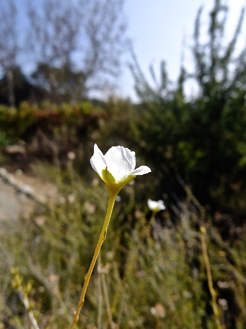 Apache Plume Blossom: photo by Cliff Hutson