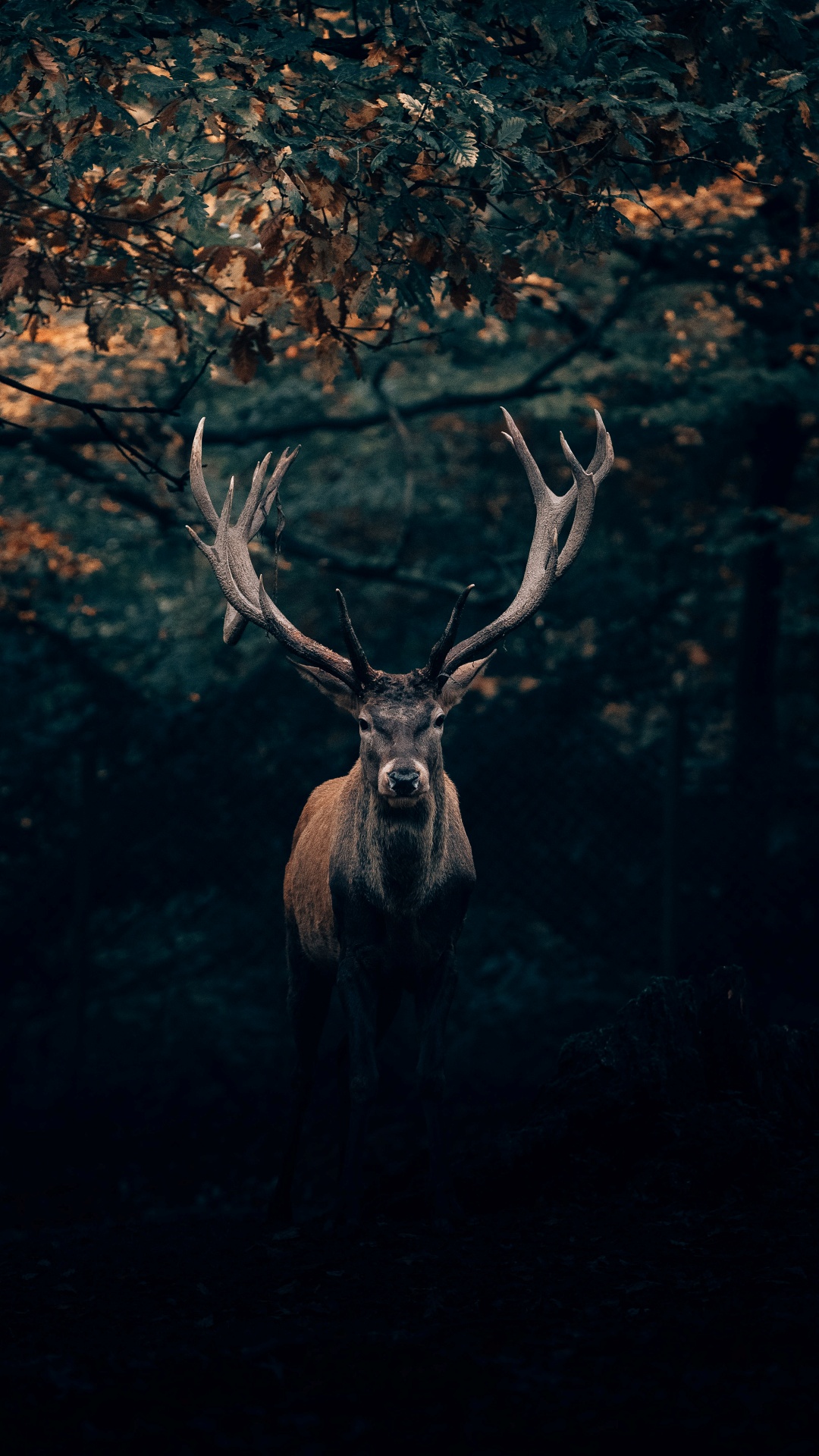 9 amazing wallpaper for mobile
