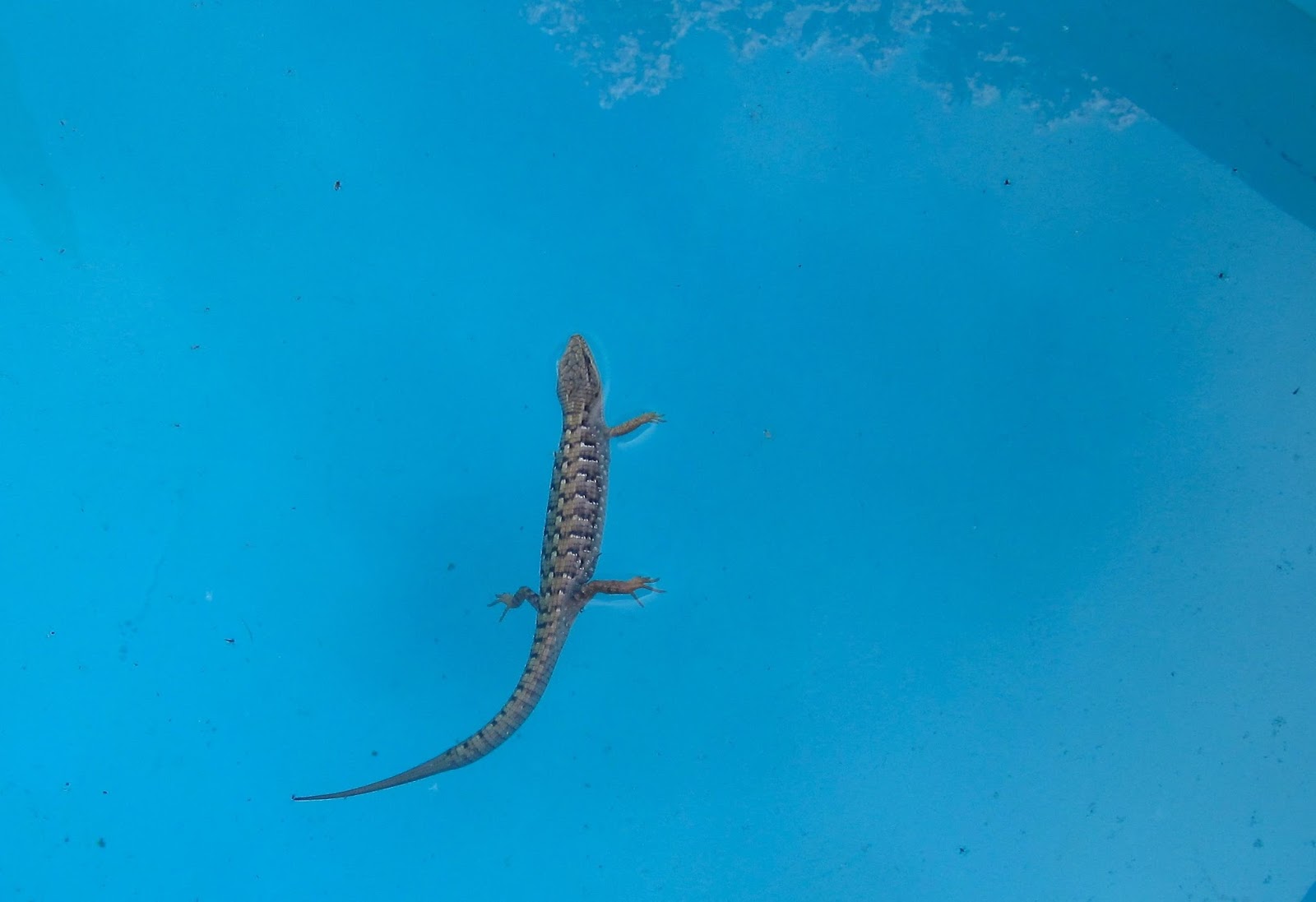 New House Girl Cooling Off