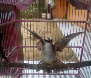 87 Gambar Burung Trucuk Garuda Kekinian Gambar Pixabay