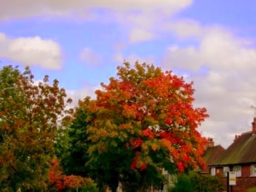 Autumn Fall Tree Colours