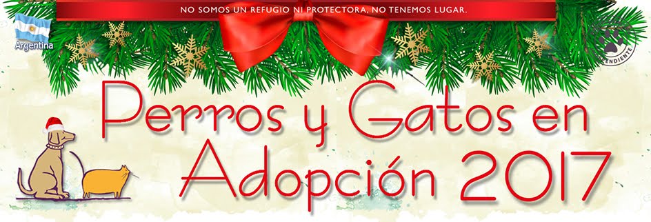 Perros y Gatos en adopción 2017