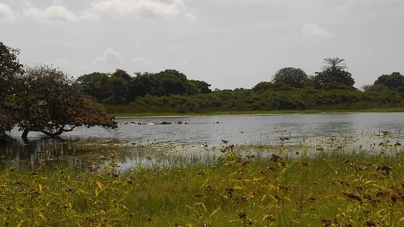 Air laut Hippopotamus yang langka di Pulau Orango