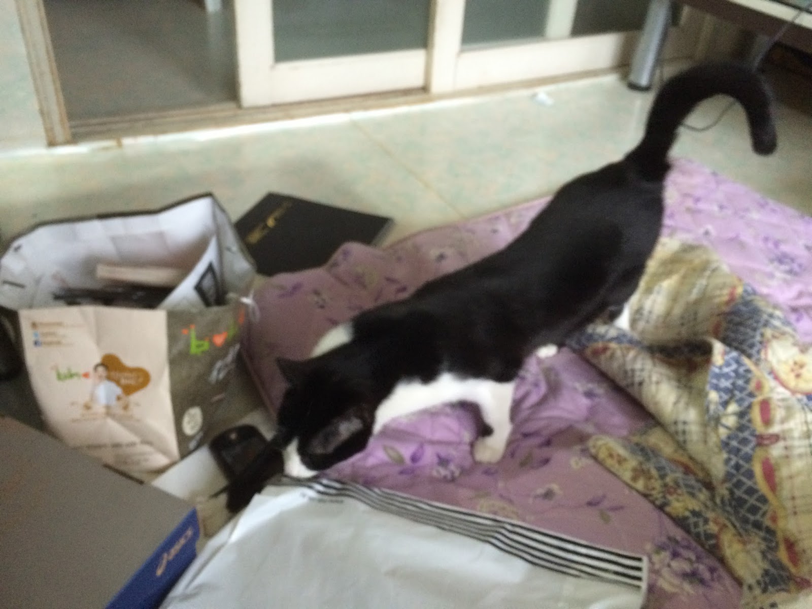 Capt Jang Capt Jang Cat Kamjang Tuxedo Korean Short Hair 朝鮮