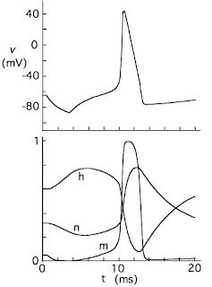 Plot of anode break excitation, calculated using the Hodgkin and Huxley model. The top panel shows the transmembrane potential versus time, and the bottom panel shows the gates m, h, and n versus time.