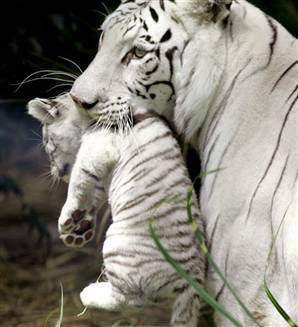 myth white tiger