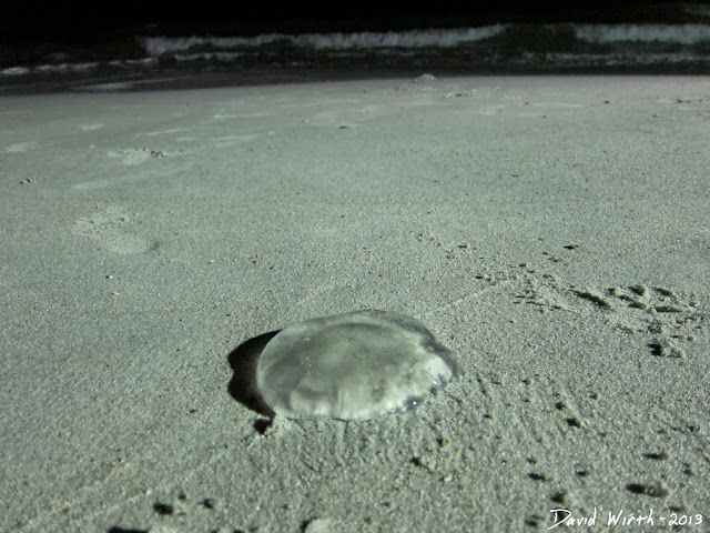 myrtle beach jellyfish, step, poisonous