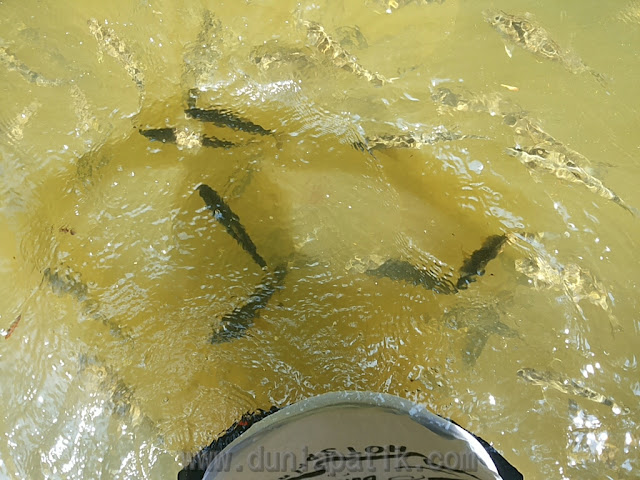 Bermain dengan ikan di Sungai Chiling