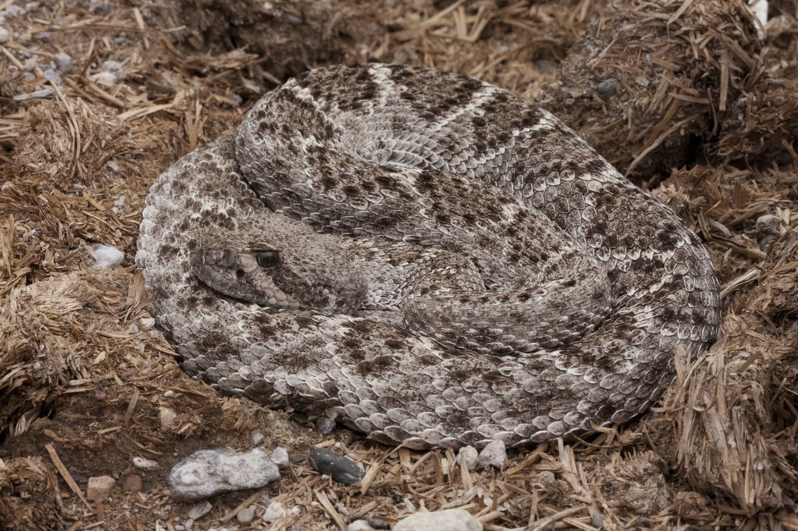 SalamanderShmalamander Arizona Black Rattlesnakes at Muleshoe Ranch