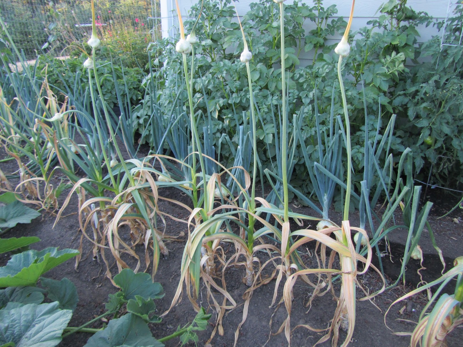 Four Hills of Squash Garlic Harvest 1