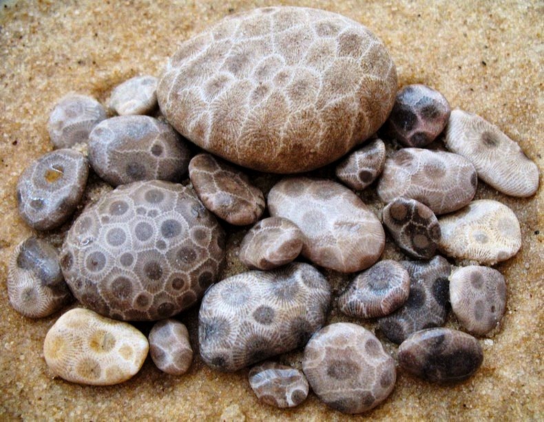 Polished Petoskey Stone State Stone of Michigan 1.25 to 1.5 Inches Wide Natural Fossil with Cotton Bag & Info Card 