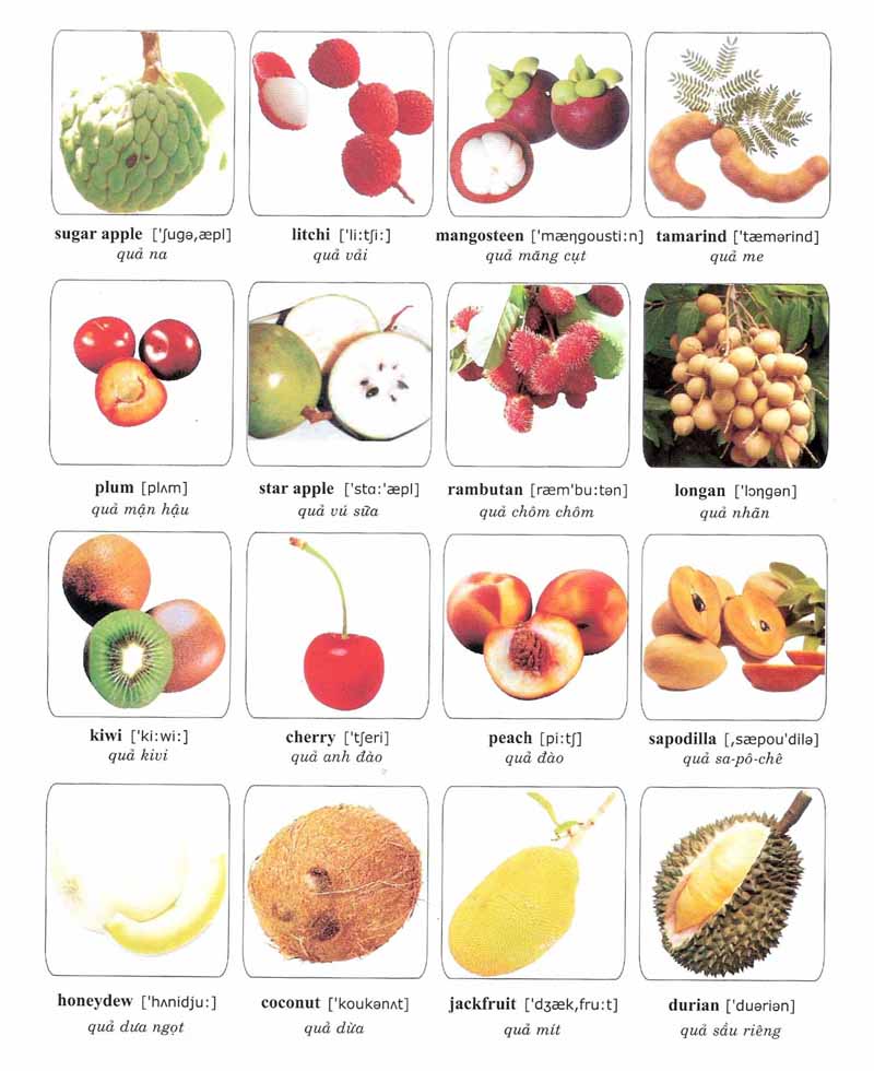 Фрукт из 4 букв. Fruit Visual Dictionary. Qua anh dao. Vocabularies related to Dates список. Related vocabulary