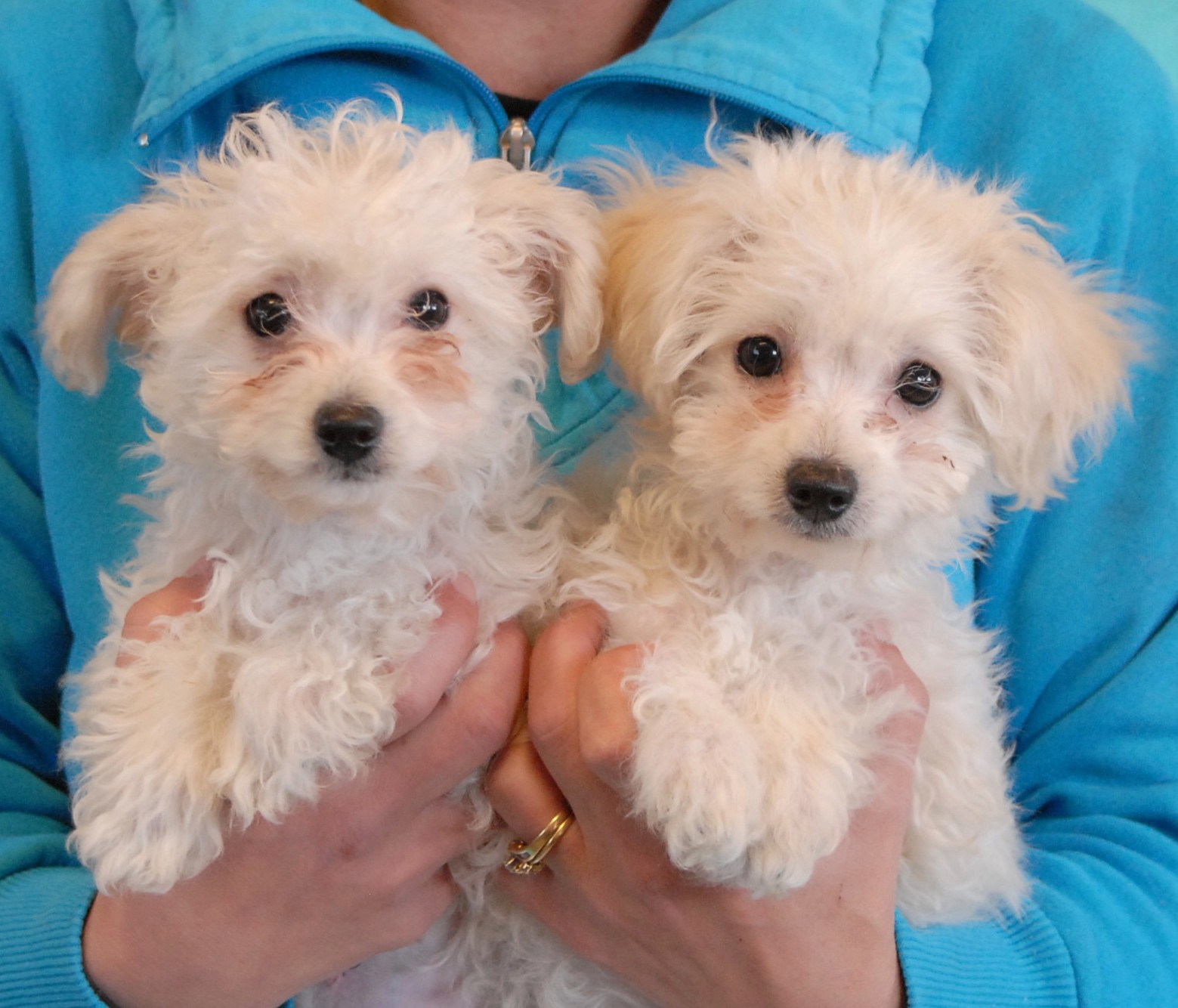 The Marshmallow Puppies