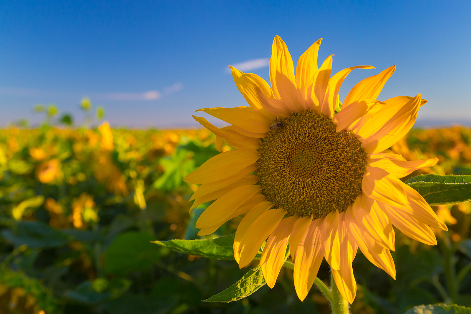 Anthony Dunn Photography Sunflowers in the Sacramento Valley