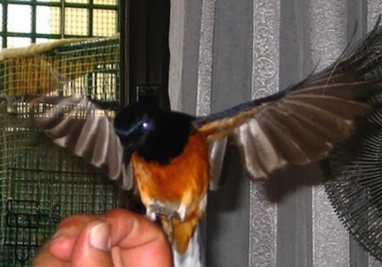 Mengatasi Murai Yang Giras Dan Galak Dan Suka Ngelowo Satu Hati Satu Hobi