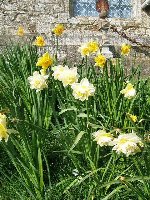 Daffodils outside Godshill Church