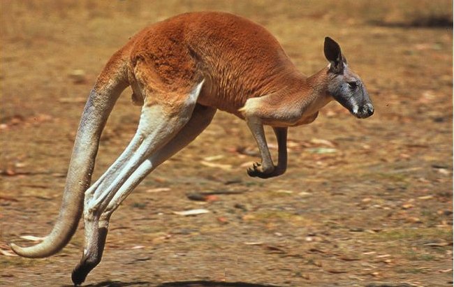 Kangaroo | Fun Animals Wiki, Videos, Pictures, Stories