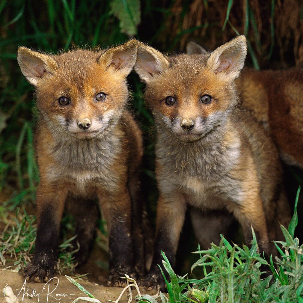 Дикая природа. Фотограф Andy Rouse