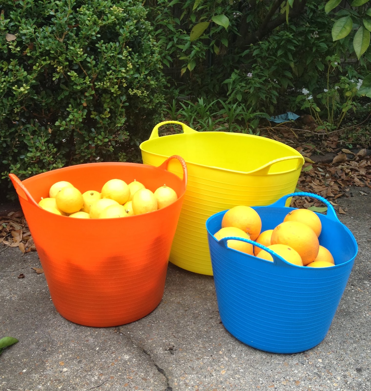 candy-s-blog-oranges-and-lemons
