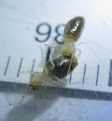 Termite workers battling one another to the death