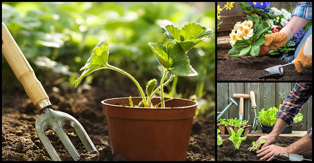 Gardening: How It Benefits Our Health Gardening: How It Benefits Our Health