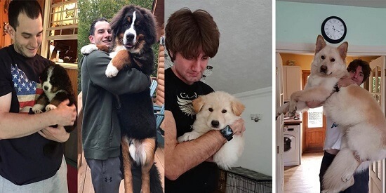 10 Foto Ini Buktikan Betapa Cepatnya Waktu Berjalan Pada Pertumbuhan Anjing