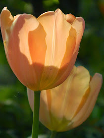 Peach tulips backlit Allan Gardens Conservatory 2015 Spring Flower Show by garden muses-not another Toronto gardening blog 