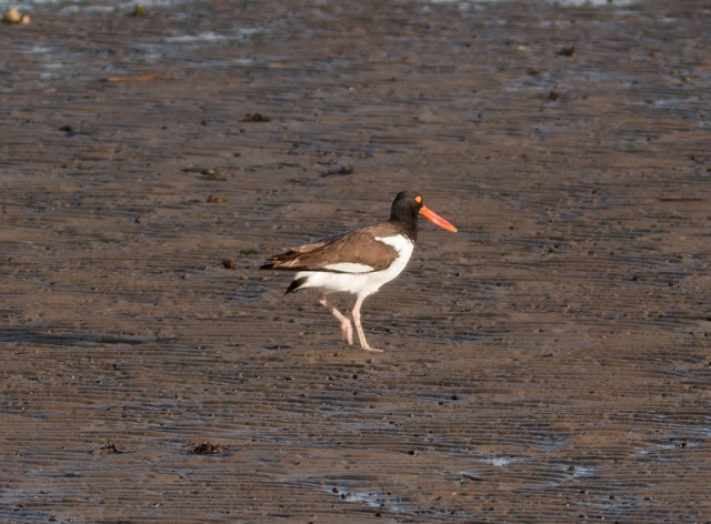 American Oystercatcher - Doodletown, New York