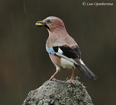 Garrulus glandarius