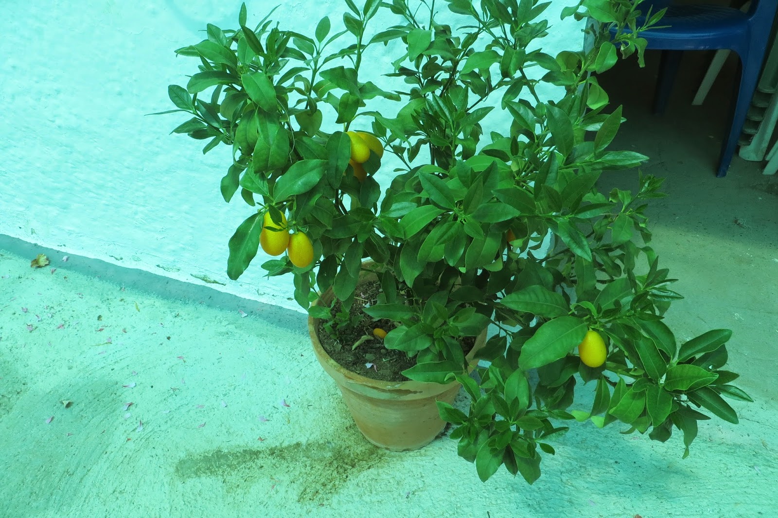 CPR.BEMBEZAR: LOS PATIOS DE CÉSPEDES EN LA PRIMAVERA DEL AÑO 2014