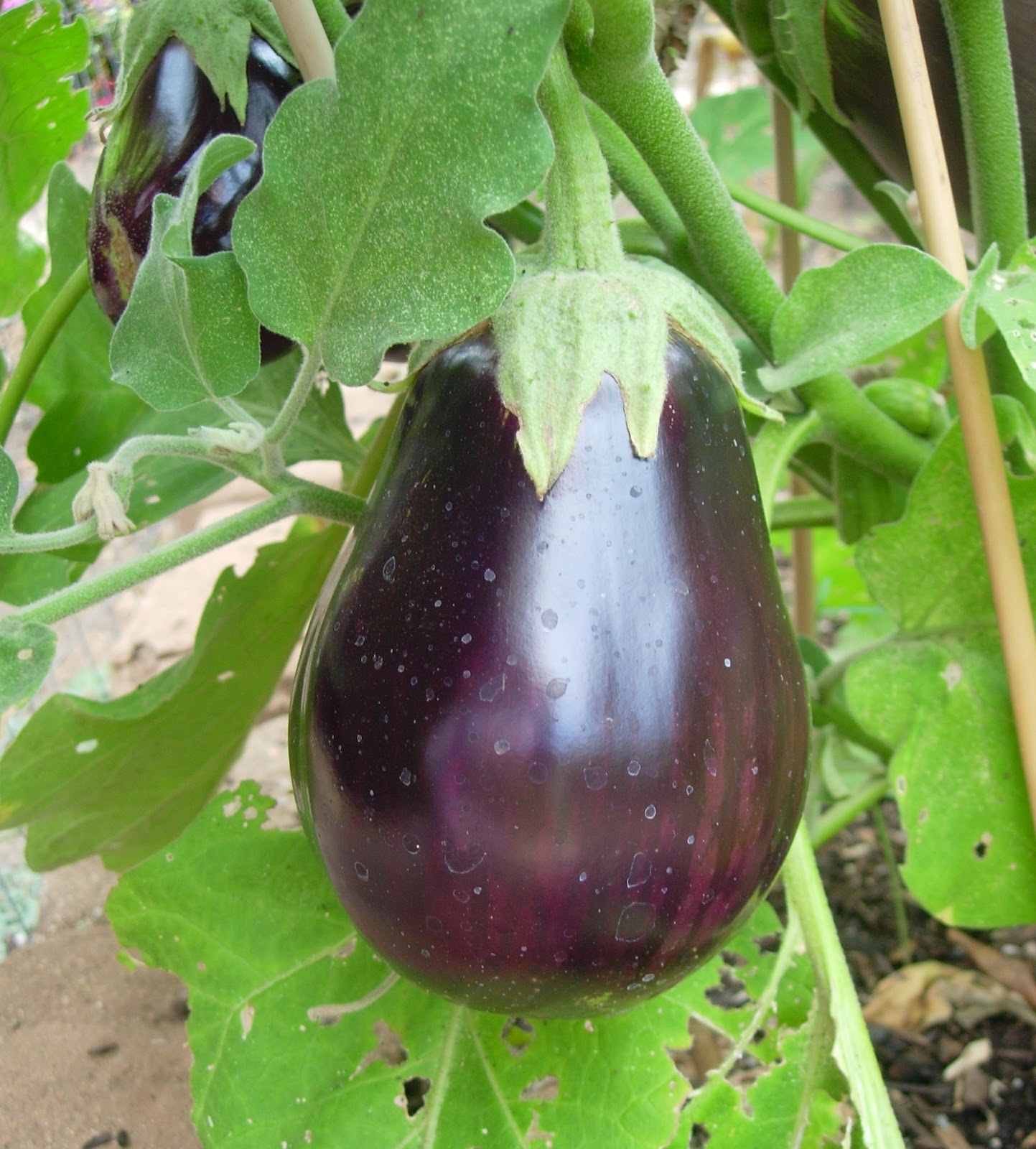 Aubergine (UK) and Eggplant (US) - Natural Beauty