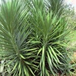 Yuca pie de elefante planta para el jardin