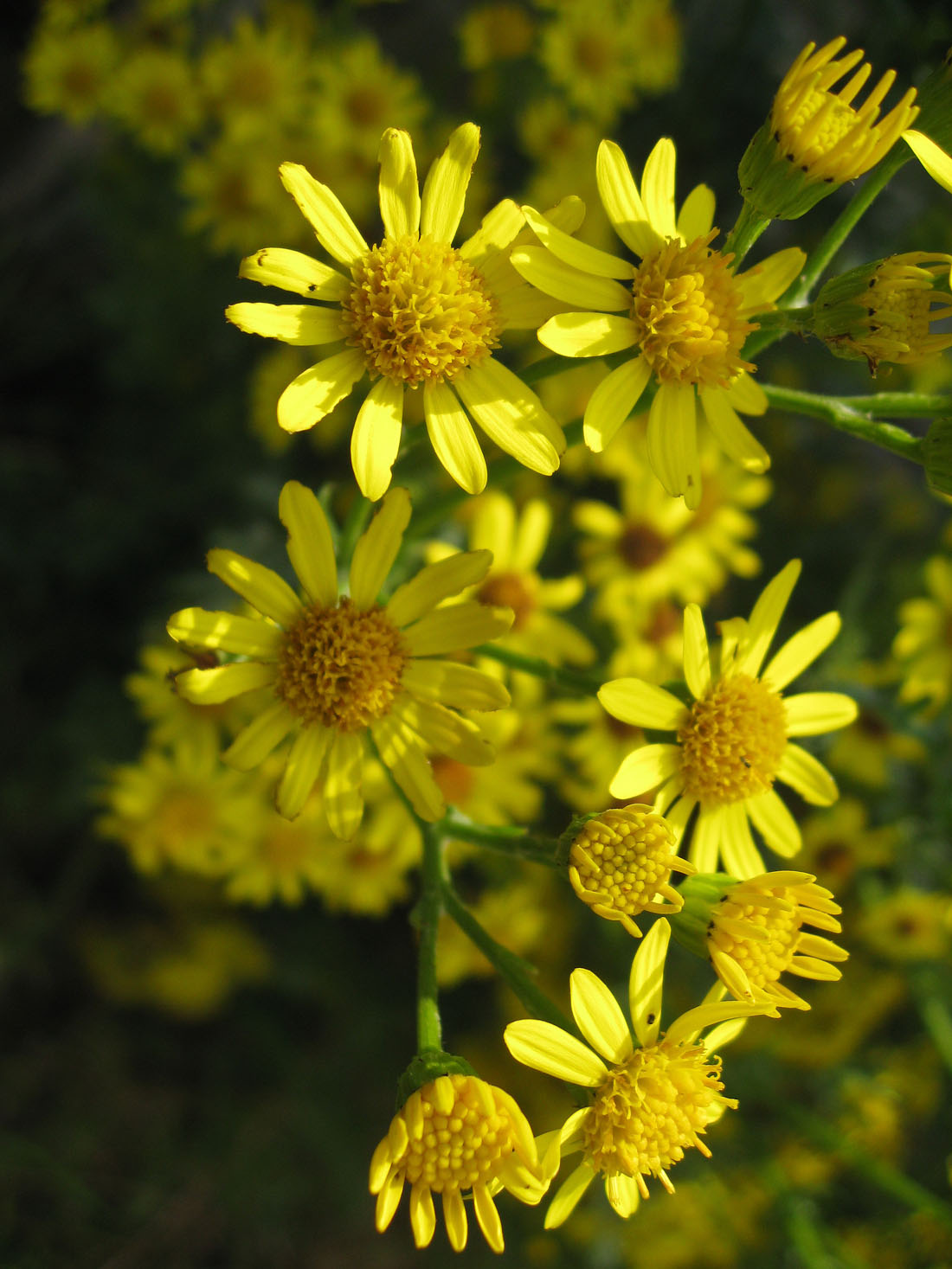 All About Ragwort Horse Care