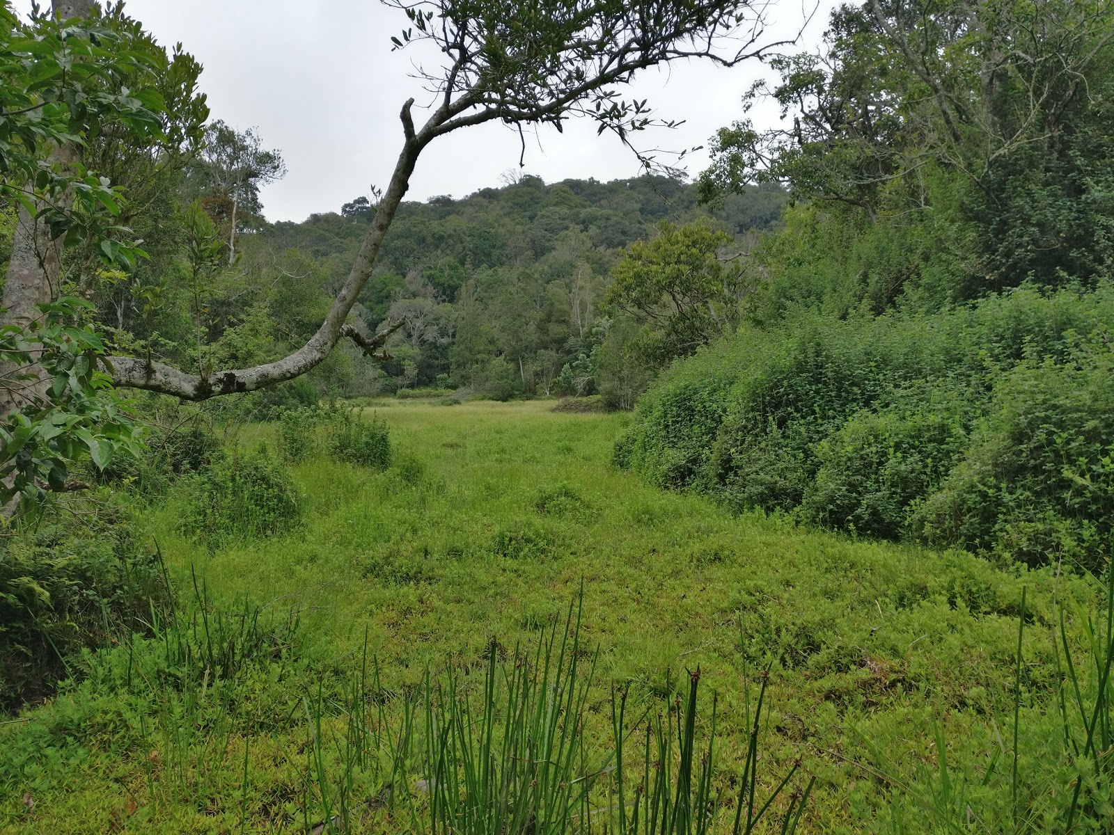 Trekking in Longwood Shola Reserve Forest, Kotagiri