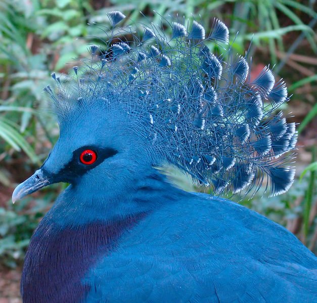 Victoria Crowned Pigeon Unusual Facts