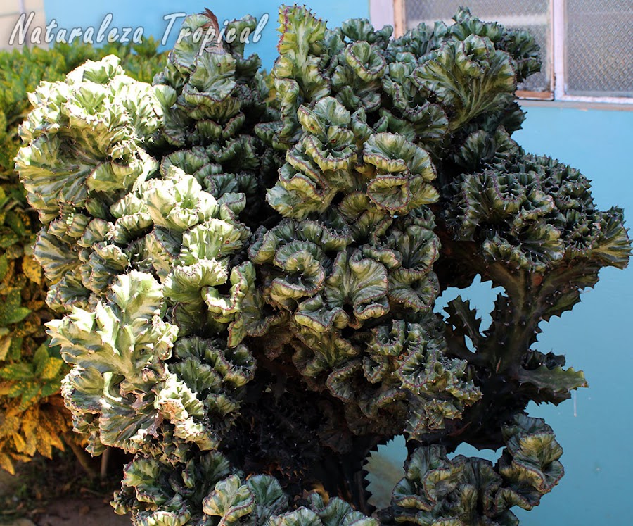 La especie Euphorbia lactea cristata, Cardón