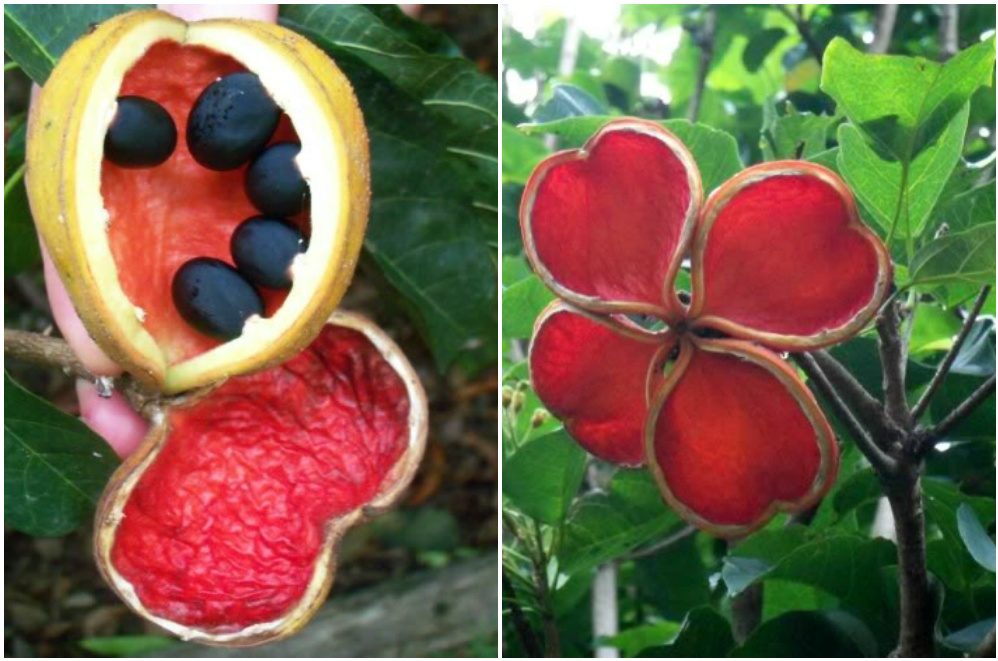 Snapshots Of Beauty WHAT S THIS IT S A PEANUT TREE peanuts-legumes-nitrogen