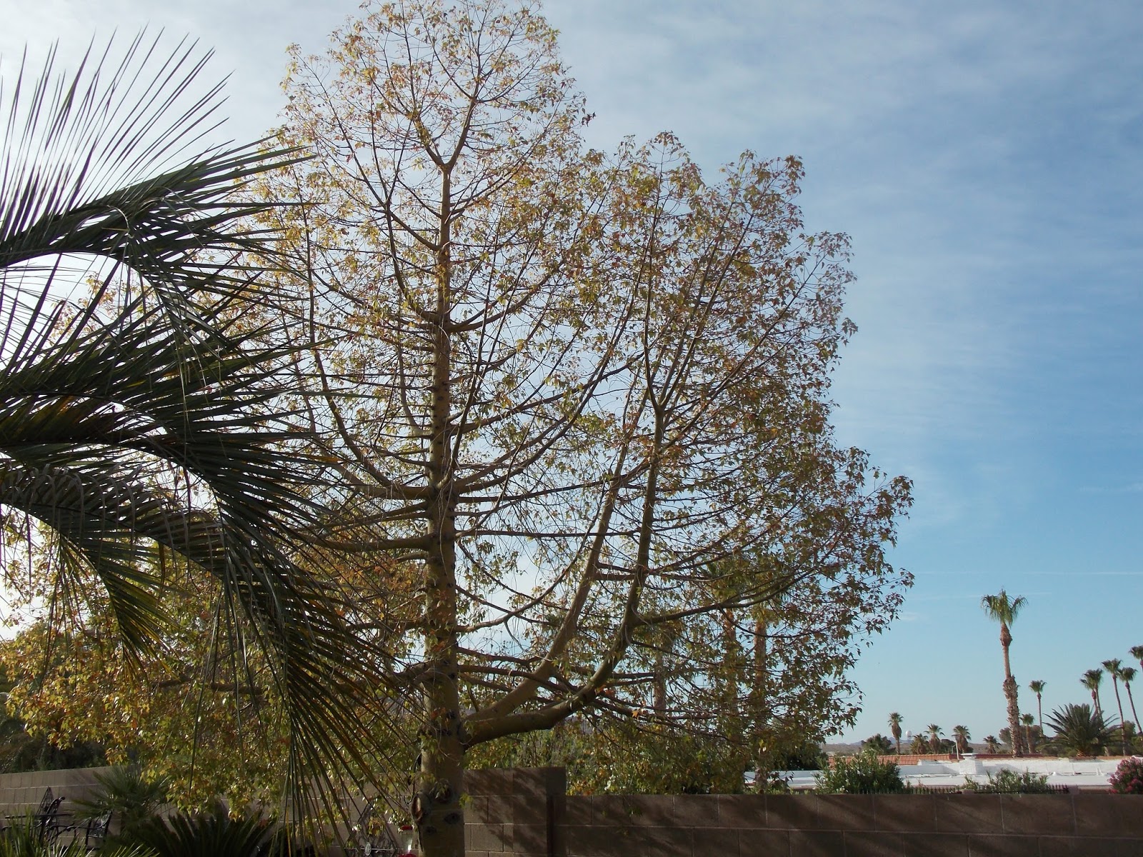 Xtremehorticulture of the Desert Bottle Trees Crispy Leaves and Leaf Drop