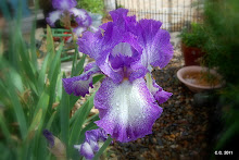 Jesse's Song Iris